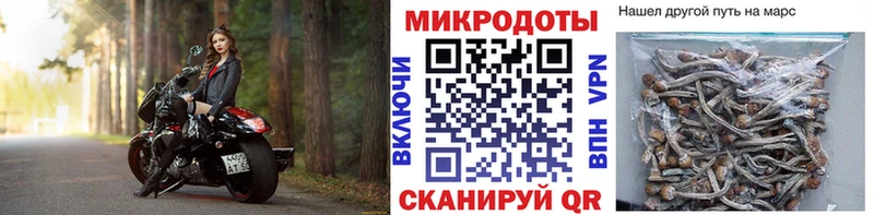 Галлюциногенные грибы Psilocybe  где продают наркотики  Крымск 